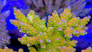 Acropora Coral