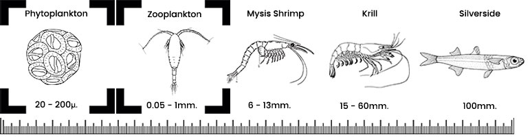 Feeding Guide