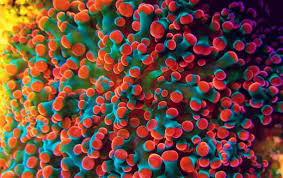 LPS Corals