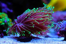 LPS Coral