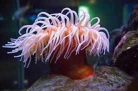 Anemones