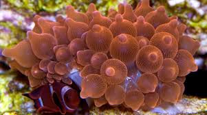 Anemone Coral