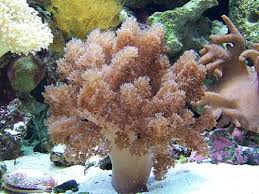 Soft Corals