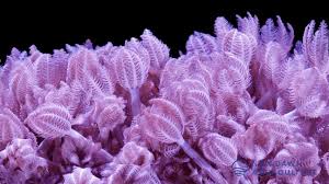 Soft Coral Colony