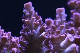 SPS Corals