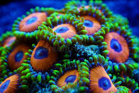 Zoanthids