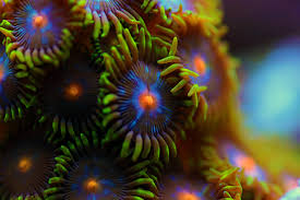 Zoanthid Coral